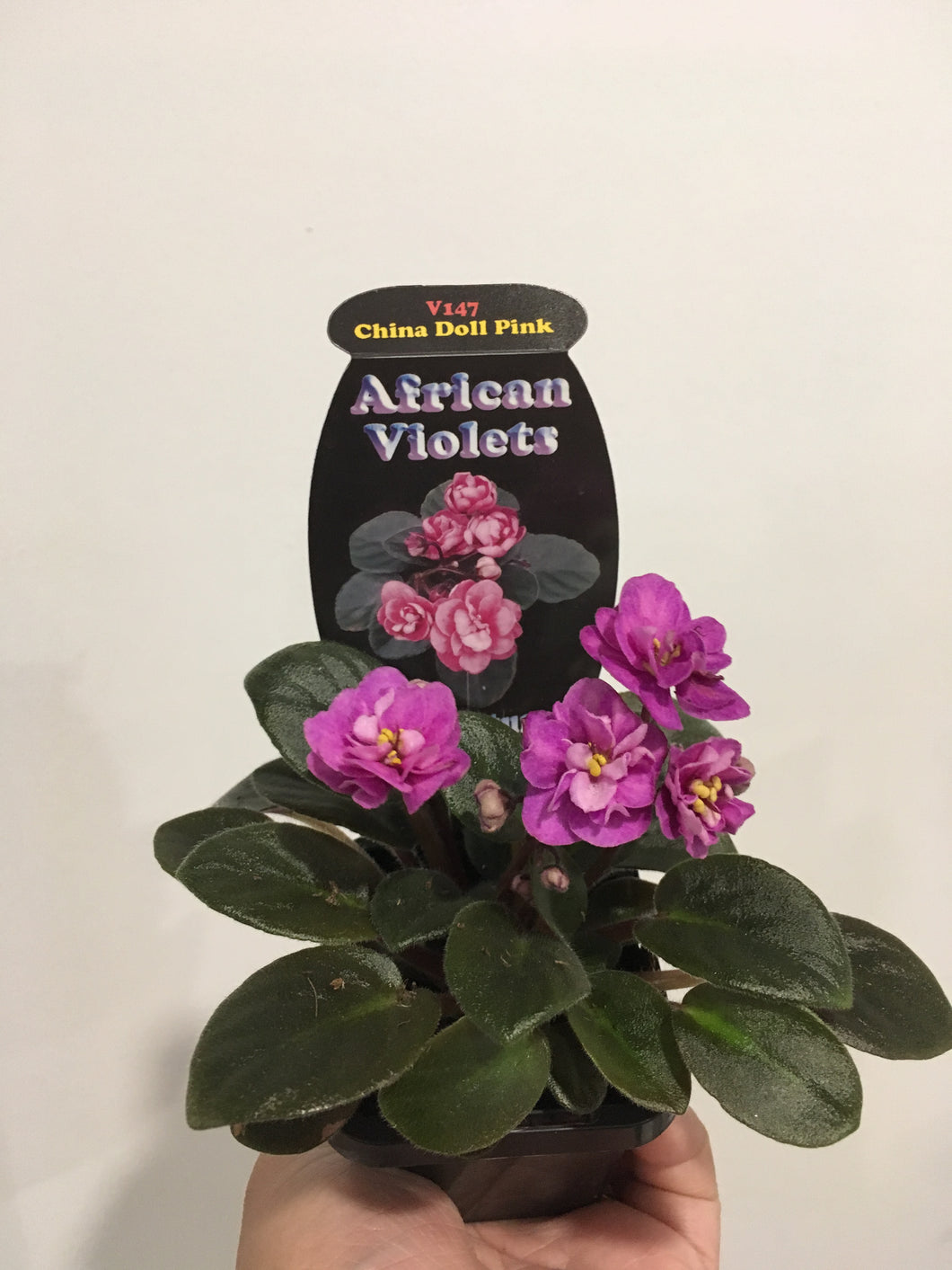 African Violet China Doll Pink in 7cm pot