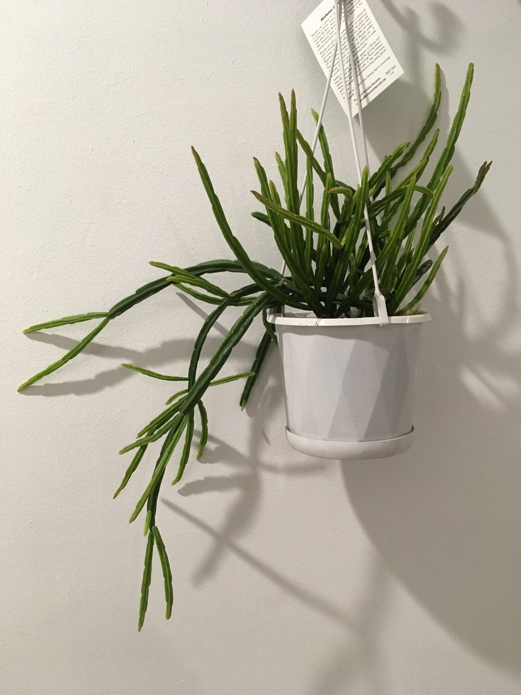Rhipsalis Pentaptera im 13cm nursery pot