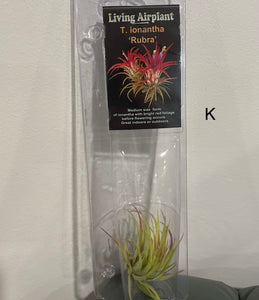 Air Plants