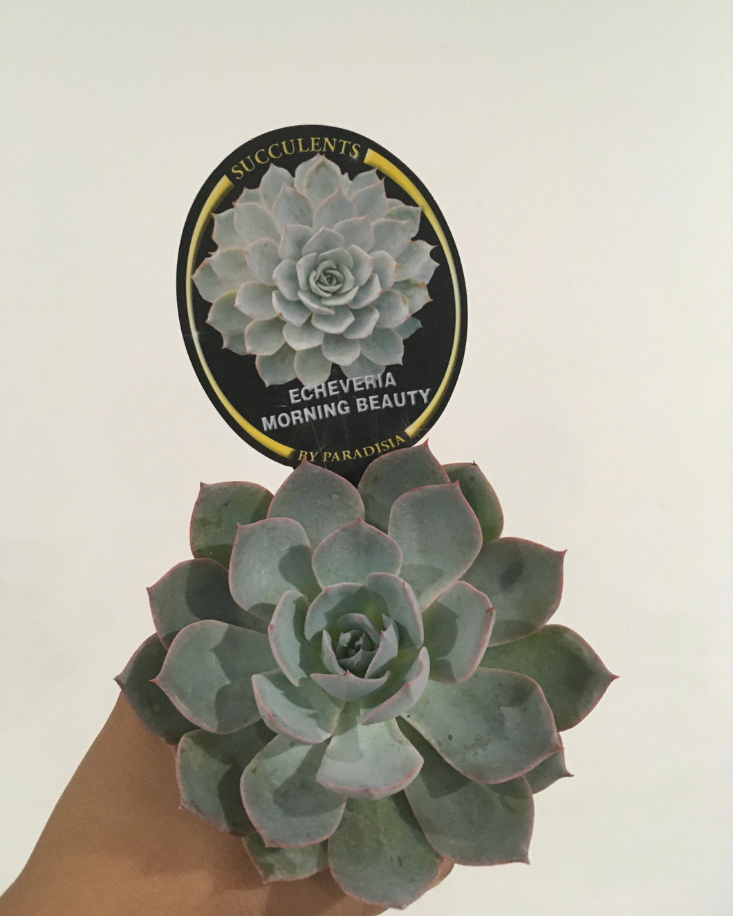 Echeveria Morning Beauty in 8cm pot