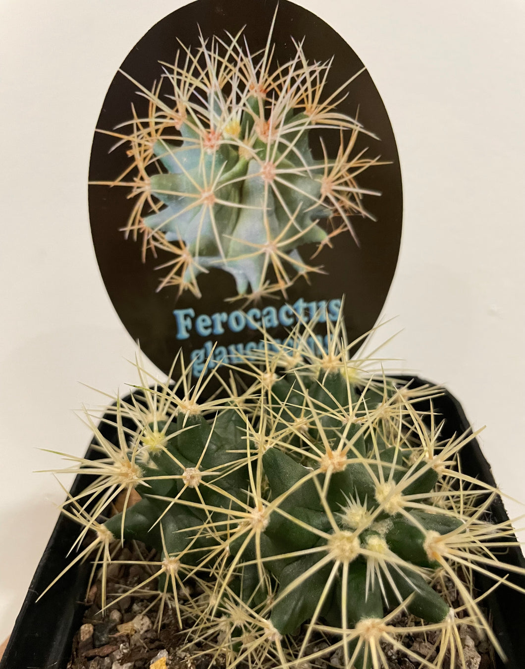 Ferocactus glaucescens