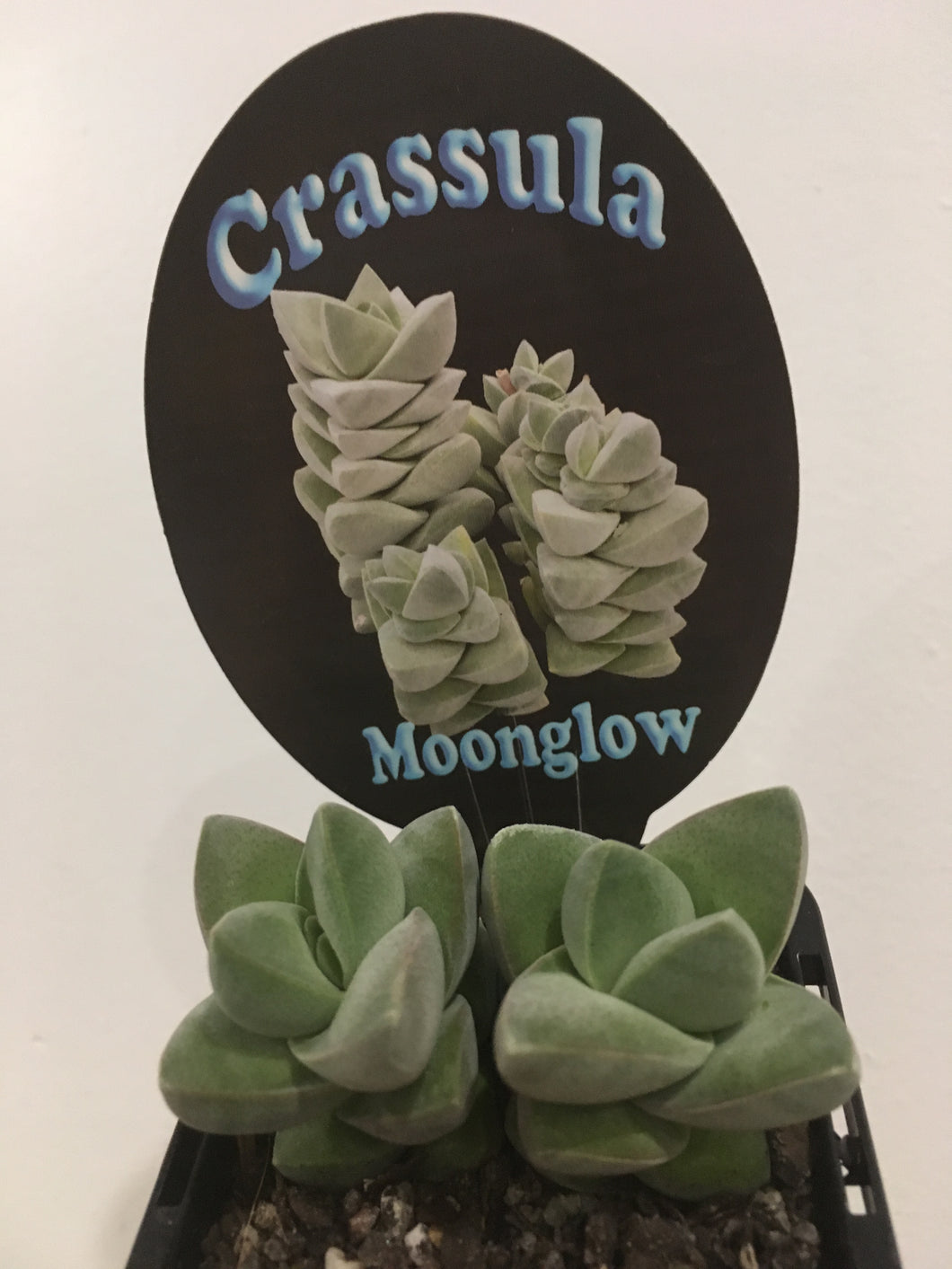 Crassula moonglow in 7cm pot