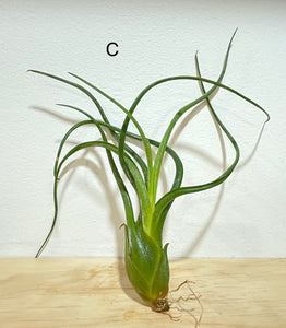 Air plants - medium size