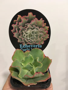 Echeveria Curly Locks in 7cm pot
