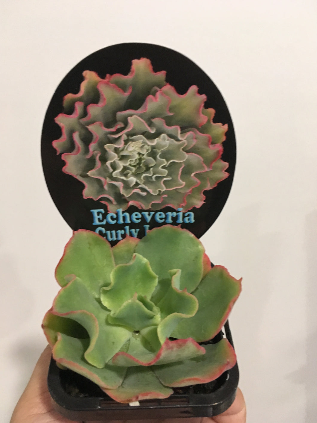 Echeveria Curly Locks in 7cm pot