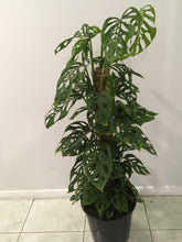 Load image into Gallery viewer, Monstera adansonii totem in 25cm pot
