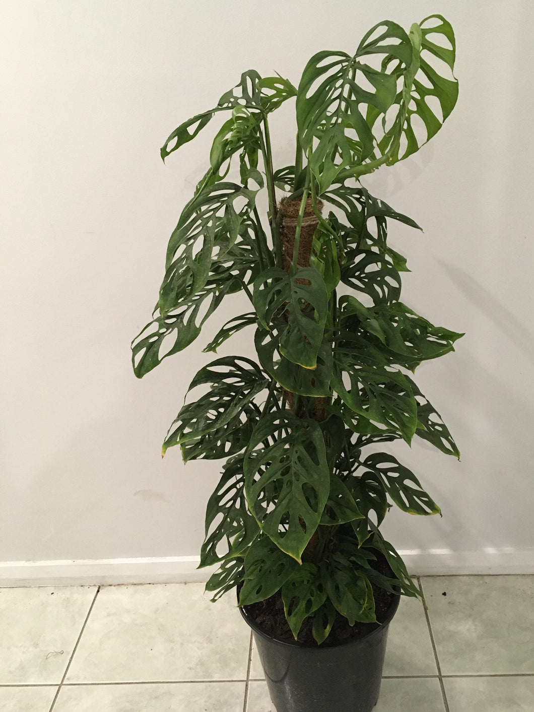 Monstera adansonii totem in 25cm pot