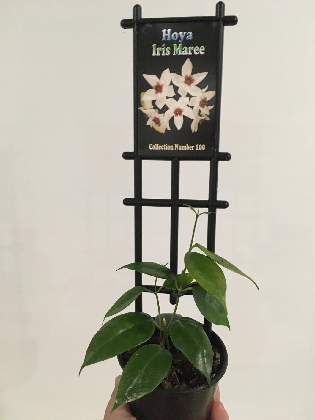 Hoya Iris Maree