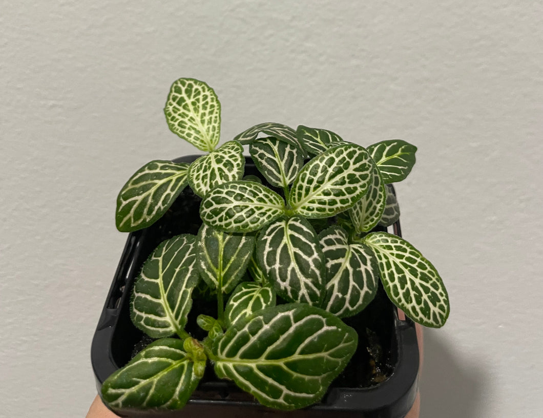 Fittonia - green
