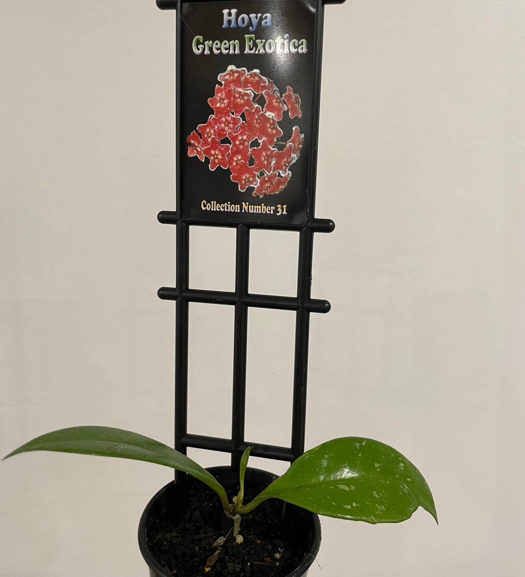 Hoya green exotica in 8cm pot