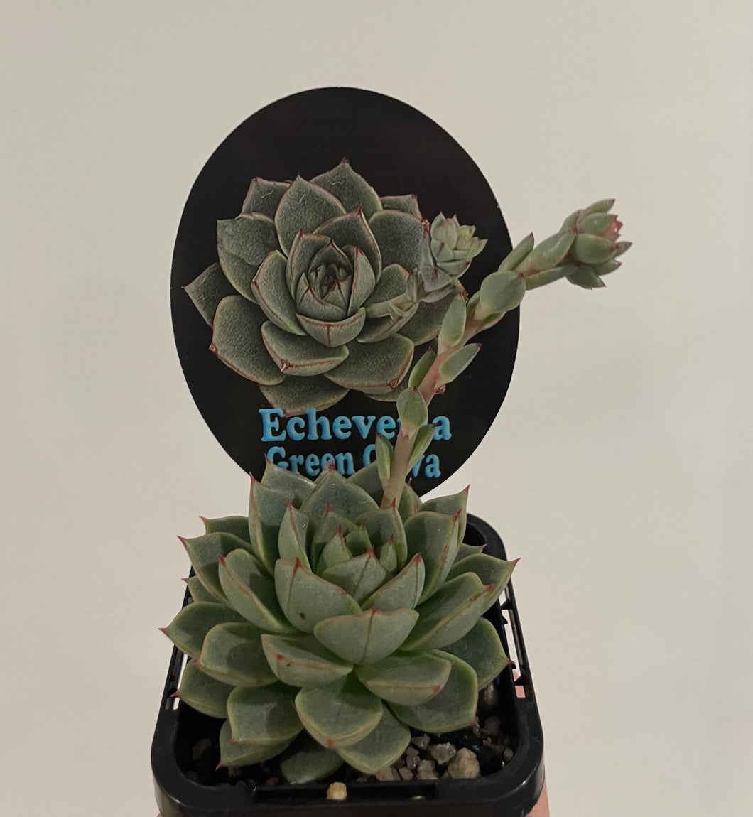 Echeveria Green Gilva in 7cm pot