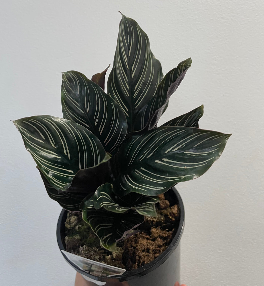 Calathea ornata in 14cm pot