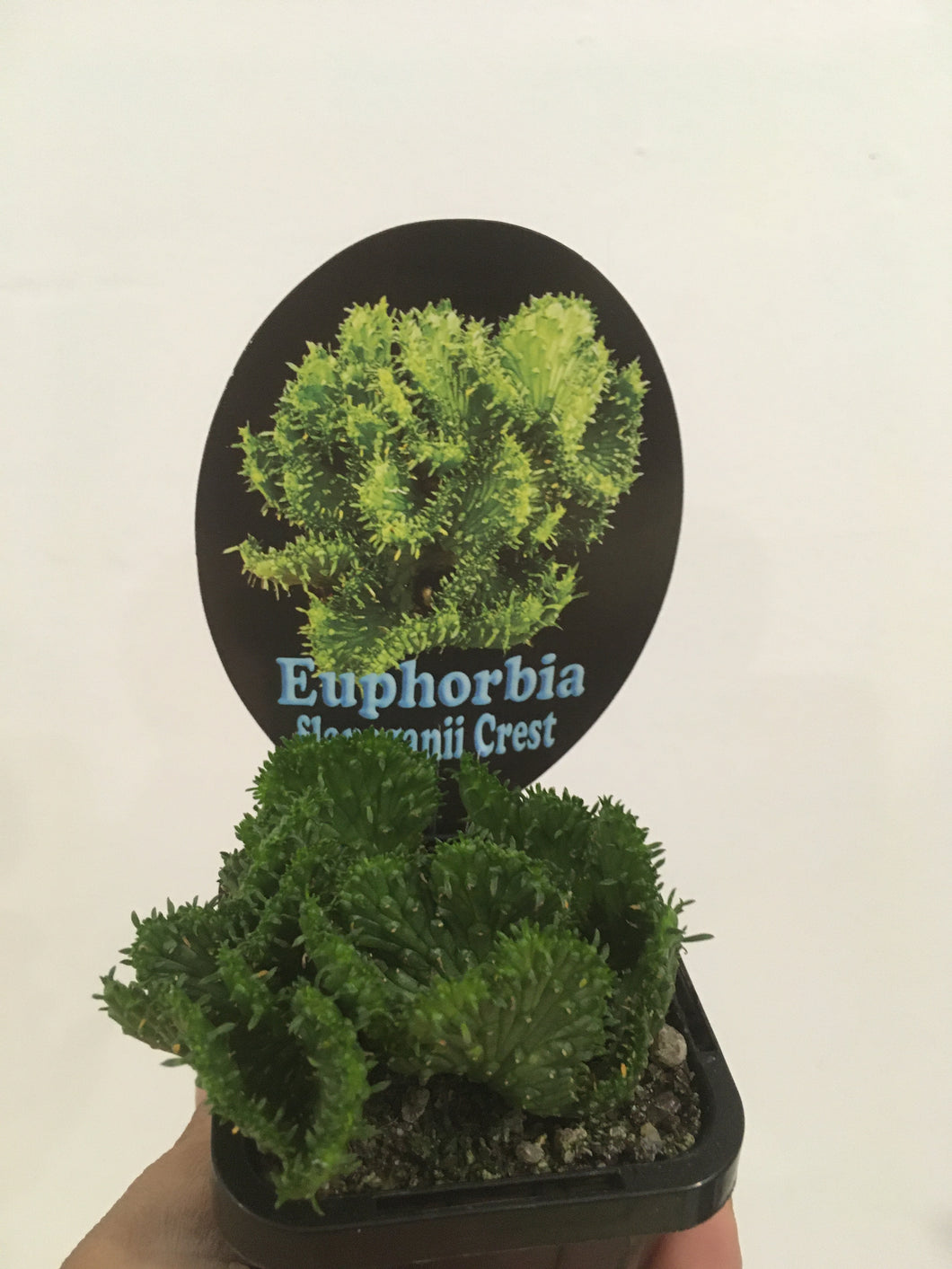 Euphorbia flanaganii crest in 7cm pot
