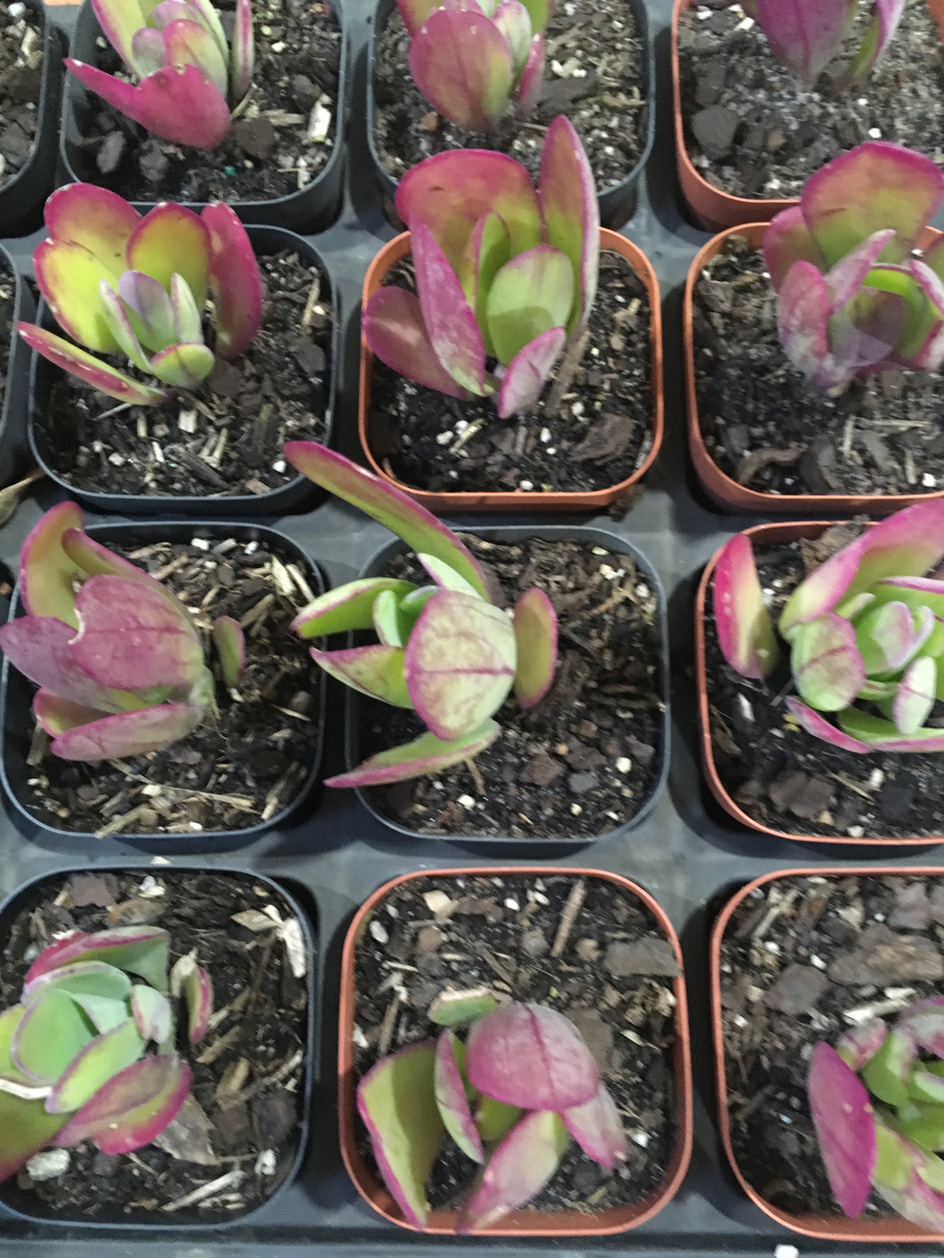 Senecio Amaniensis (Purple Passion) in 7cm pot