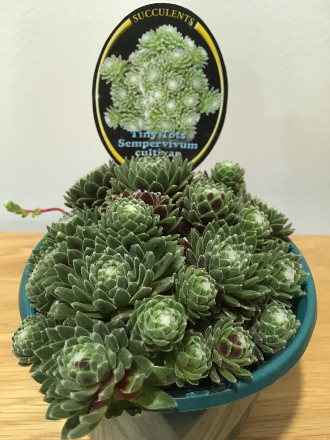 Tiny Tots Sempervivum cultivar in 13cm pot