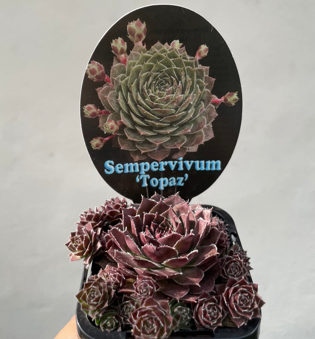 Sempervivum topaz in 7cm pot