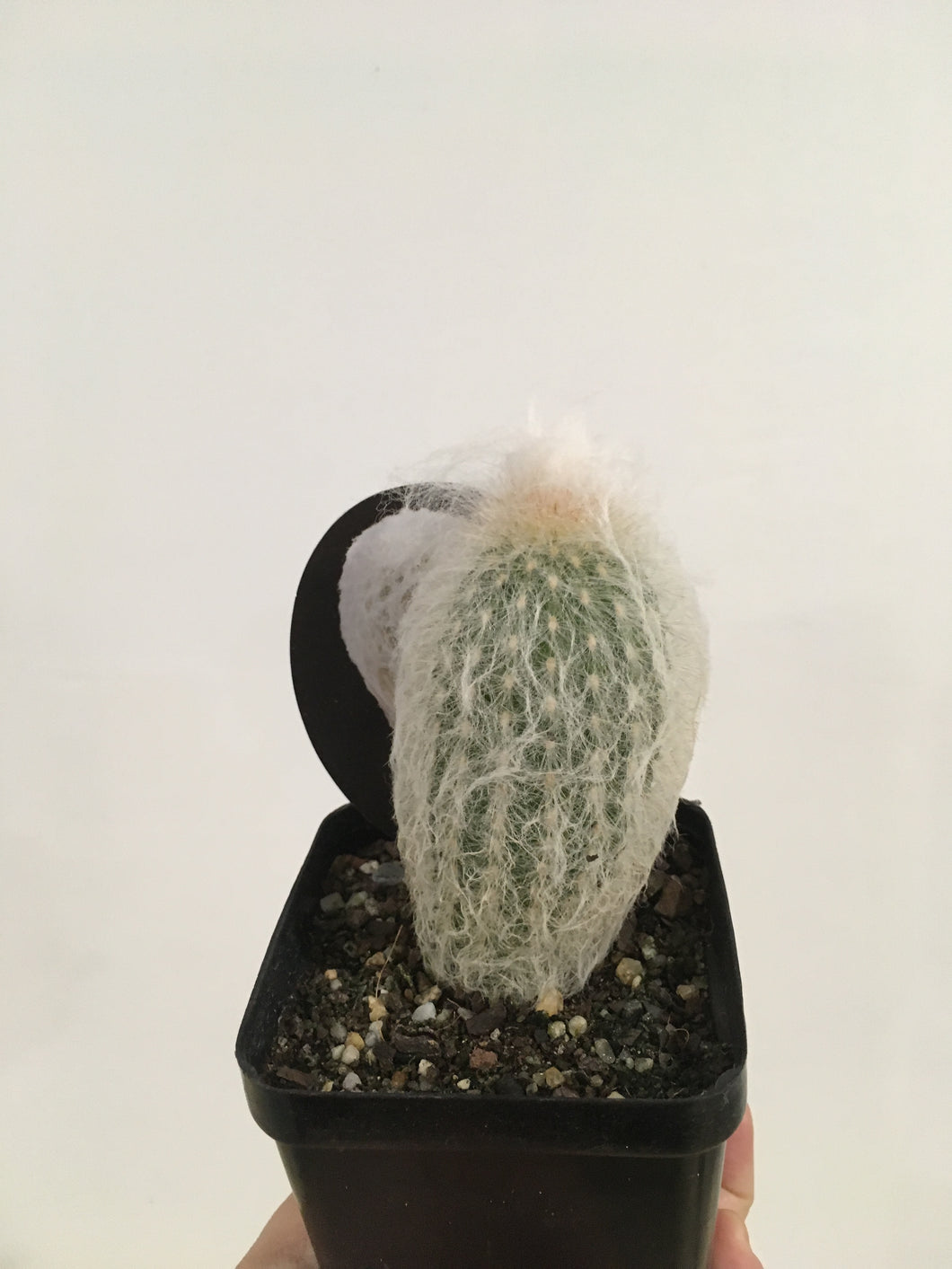 Espostoa melanostele in 10cm pot