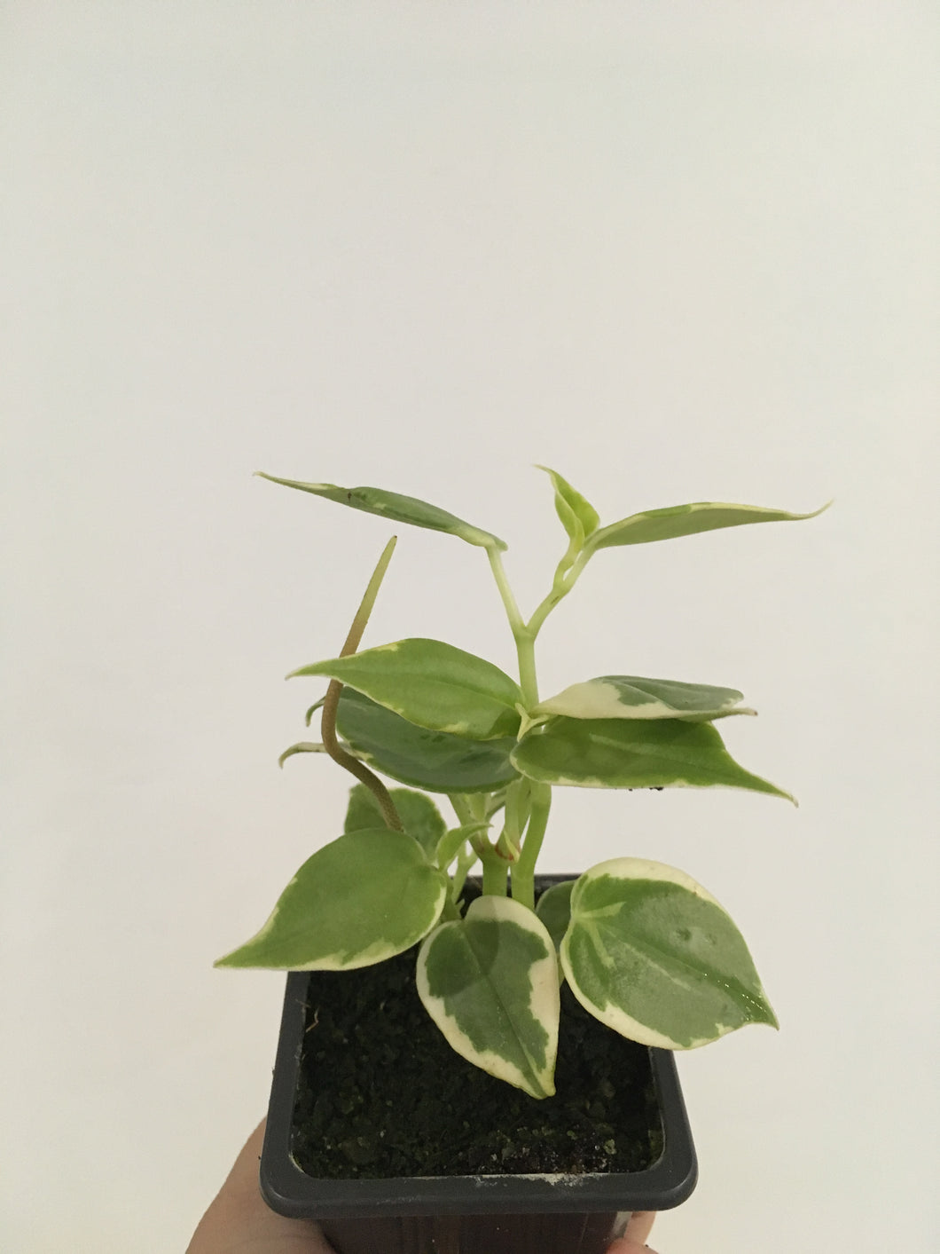 Peperomia Scandens variegata in 7.5cm pot