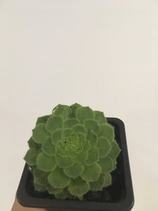 Aeonium Hime Meikyou in 7.5cm pot
