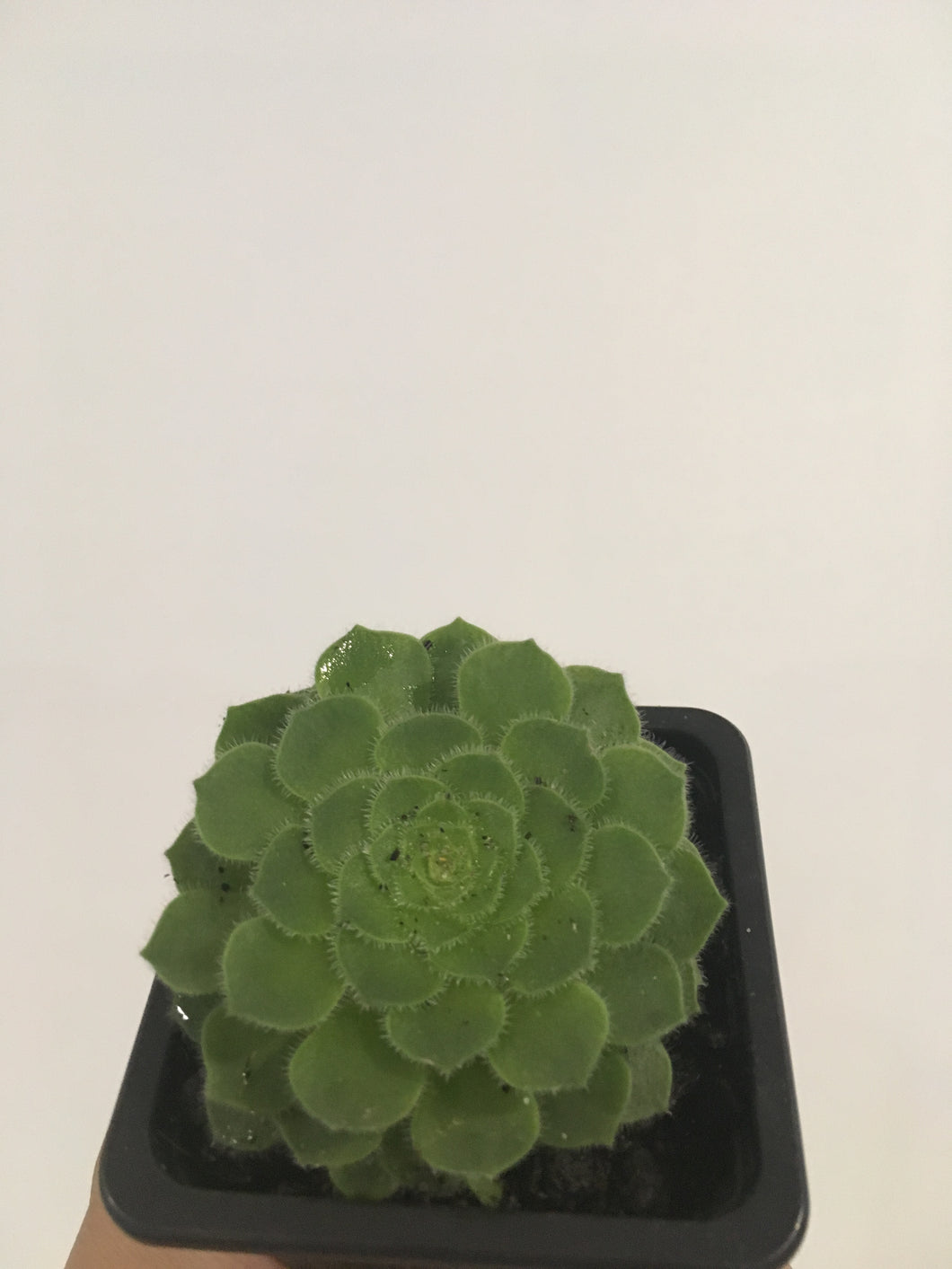 Aeonium Hime Meikyou in 7.5cm pot
