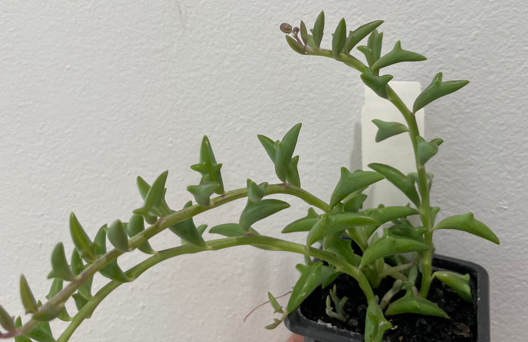String of dolphins in 7.5cm pot