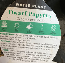 Load image into Gallery viewer, Water Plant - Dwarf Papyrus in 14cm pot
