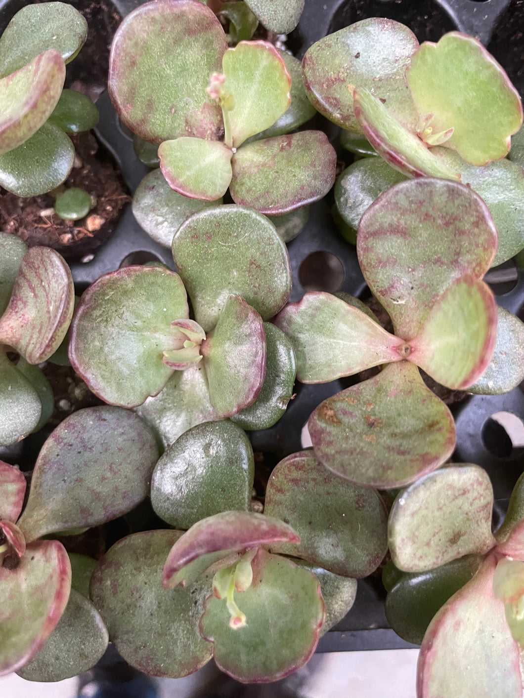 Kalanchoe humilis - plugs