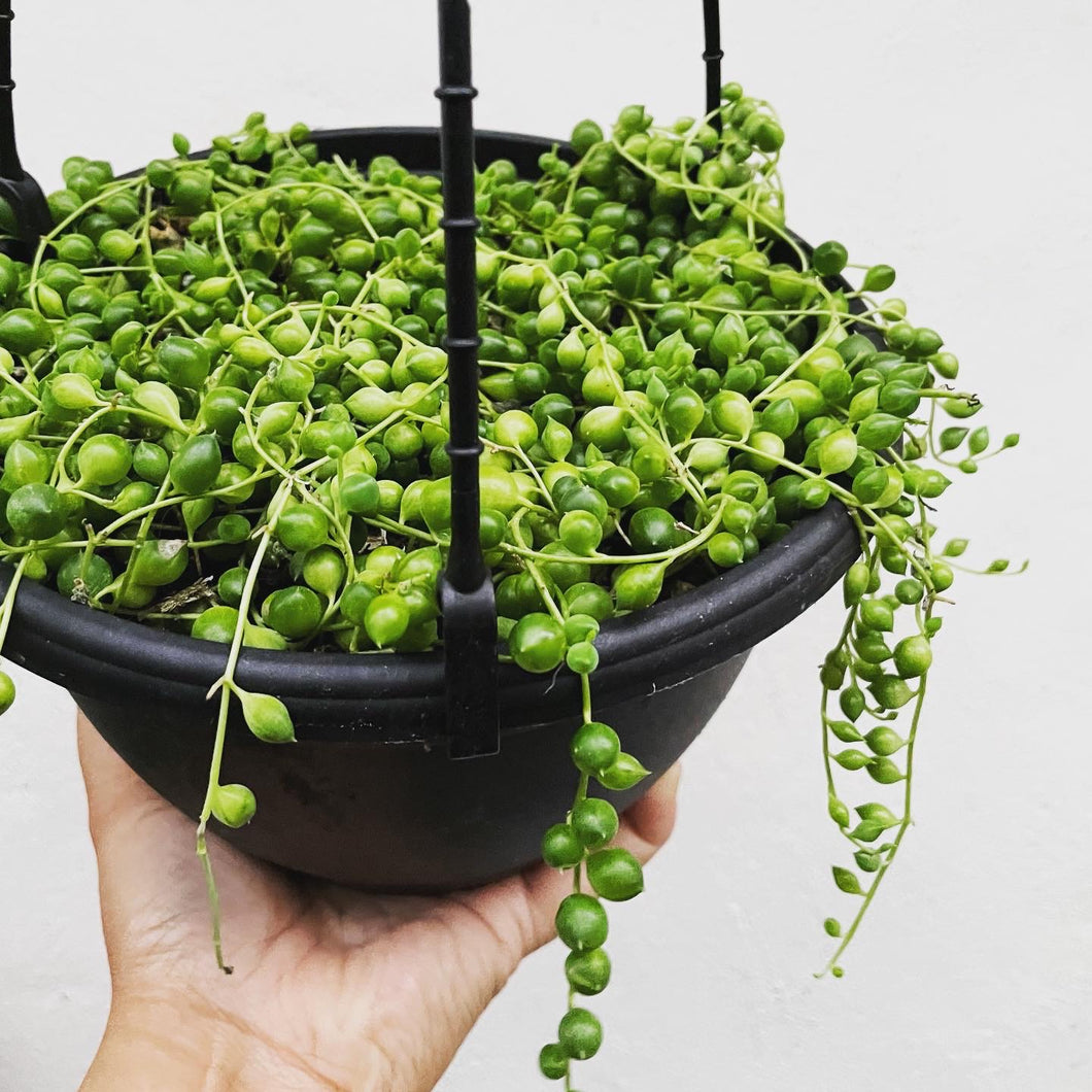 String of pearls in 20cm pot