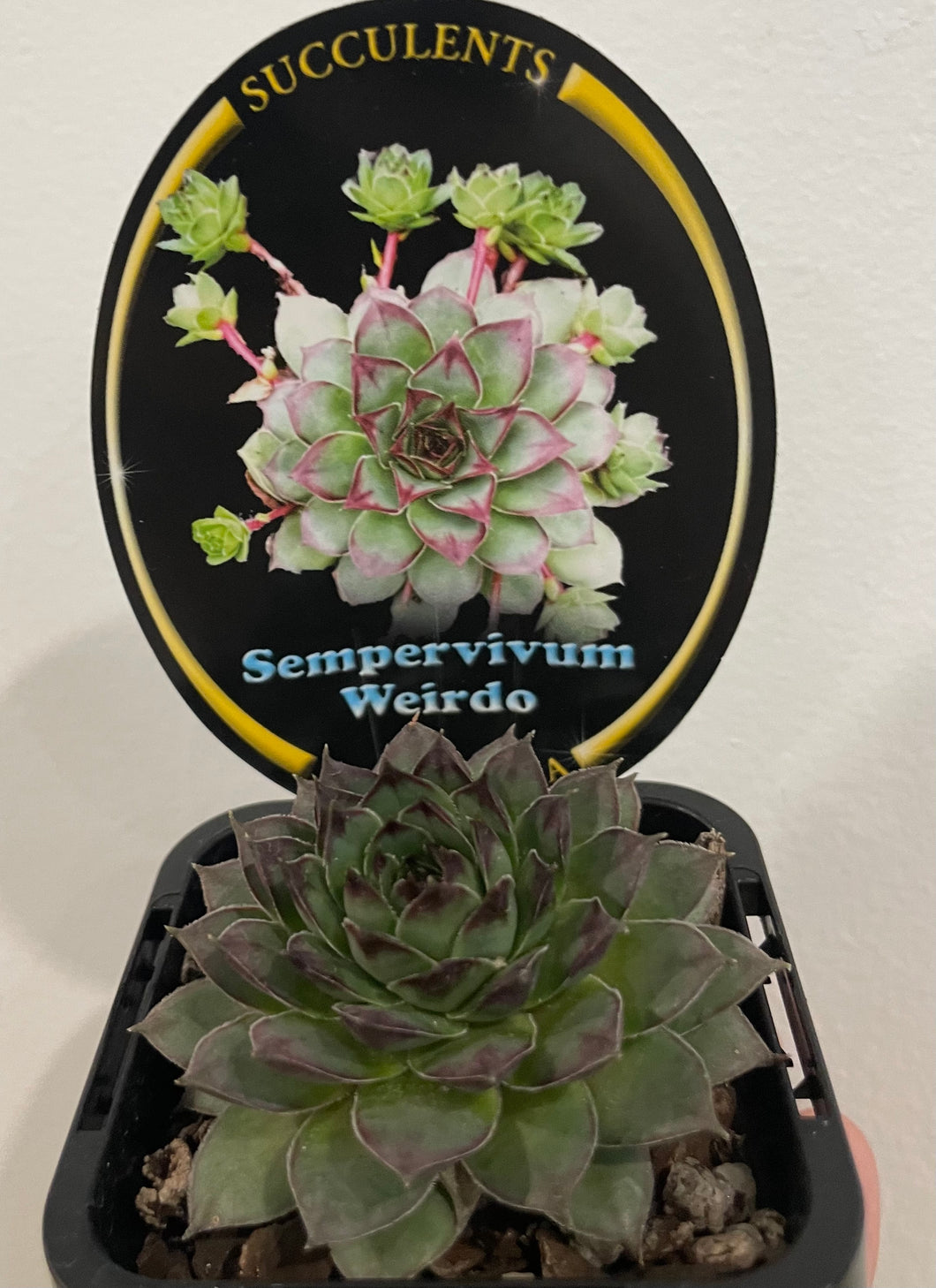 Sempervivum weirdo in 7cm pot