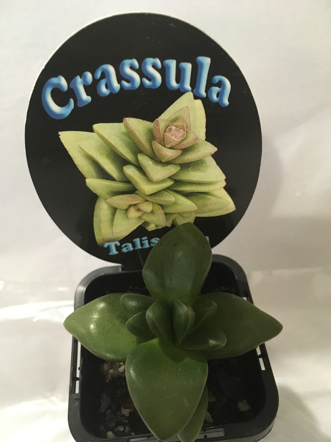 Crassula Talisman in 7cm pot