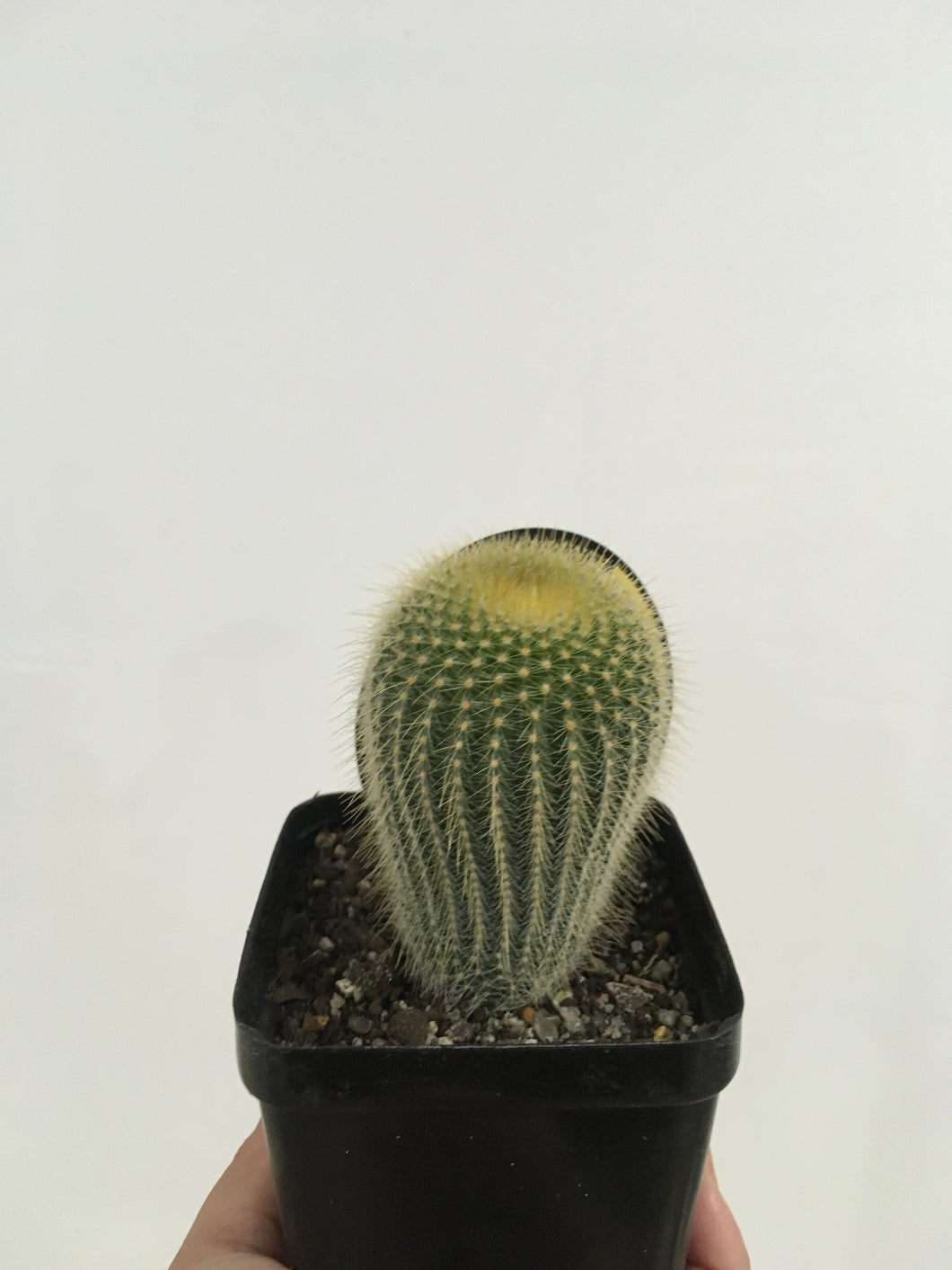 Golden Torch Cactus in 10cm nursery pot