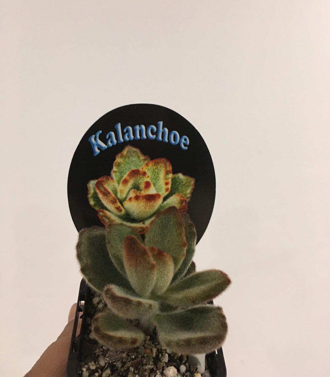 Kalanchoe teddy bear in 7cm pot