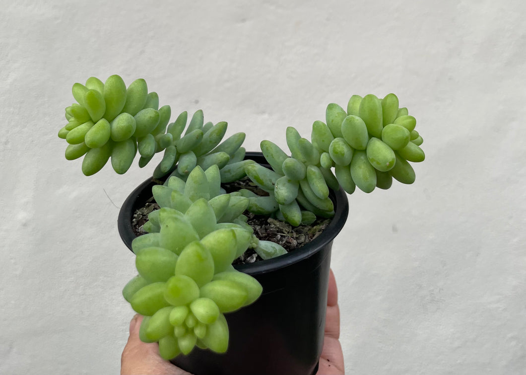Sedum burrito  in 9cm pot
