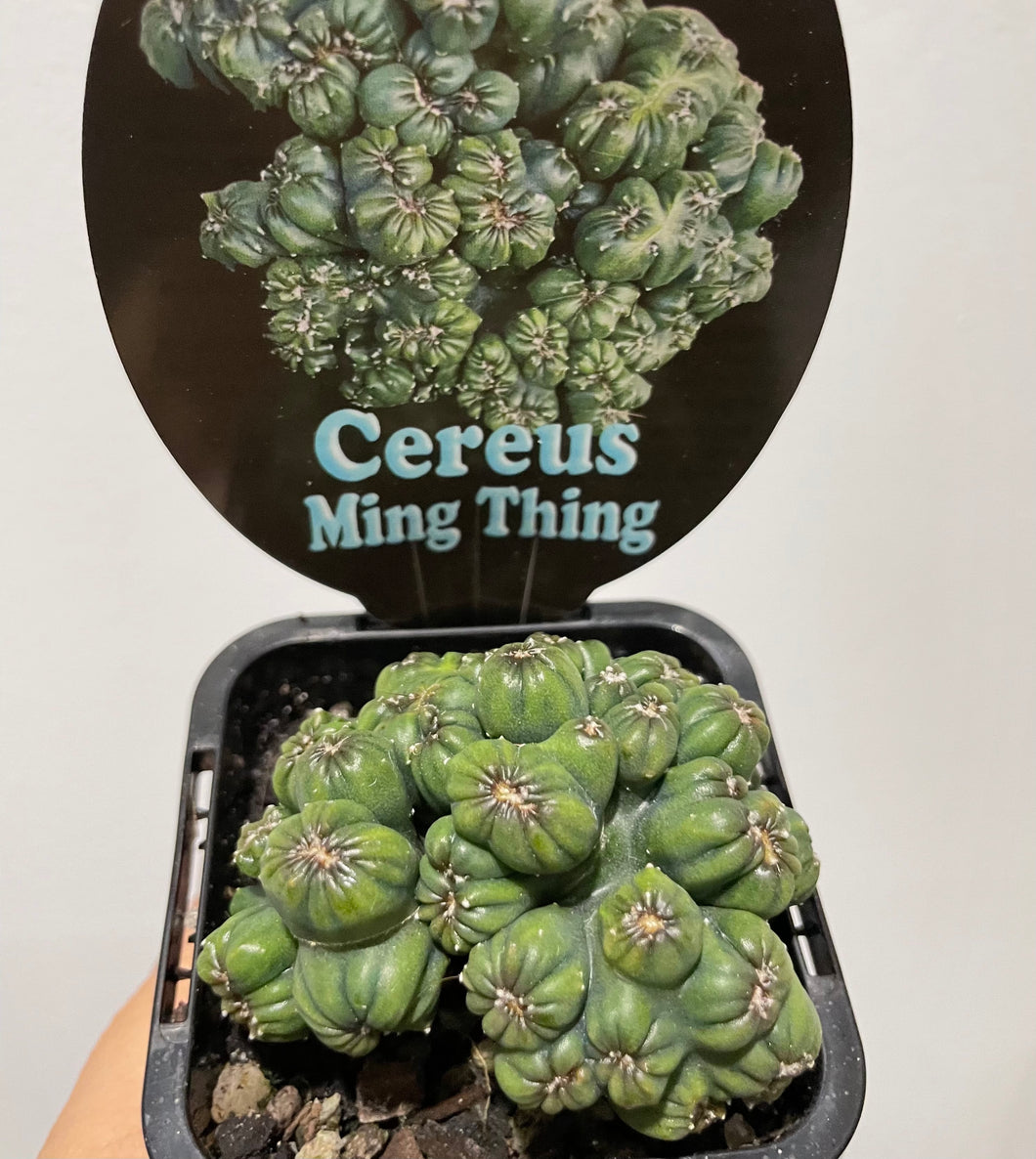 Cereus ming thing in 7cm pot
