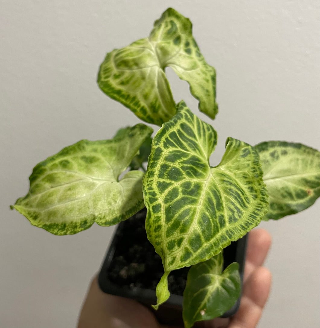 Syngonium batik in 7.5 cm pot