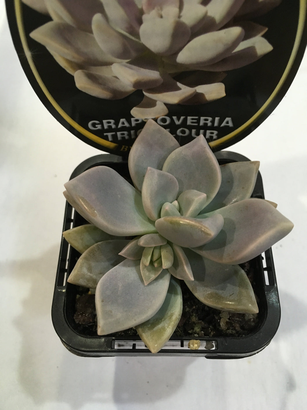 Graptoveria Tricolour in 7cm pot
