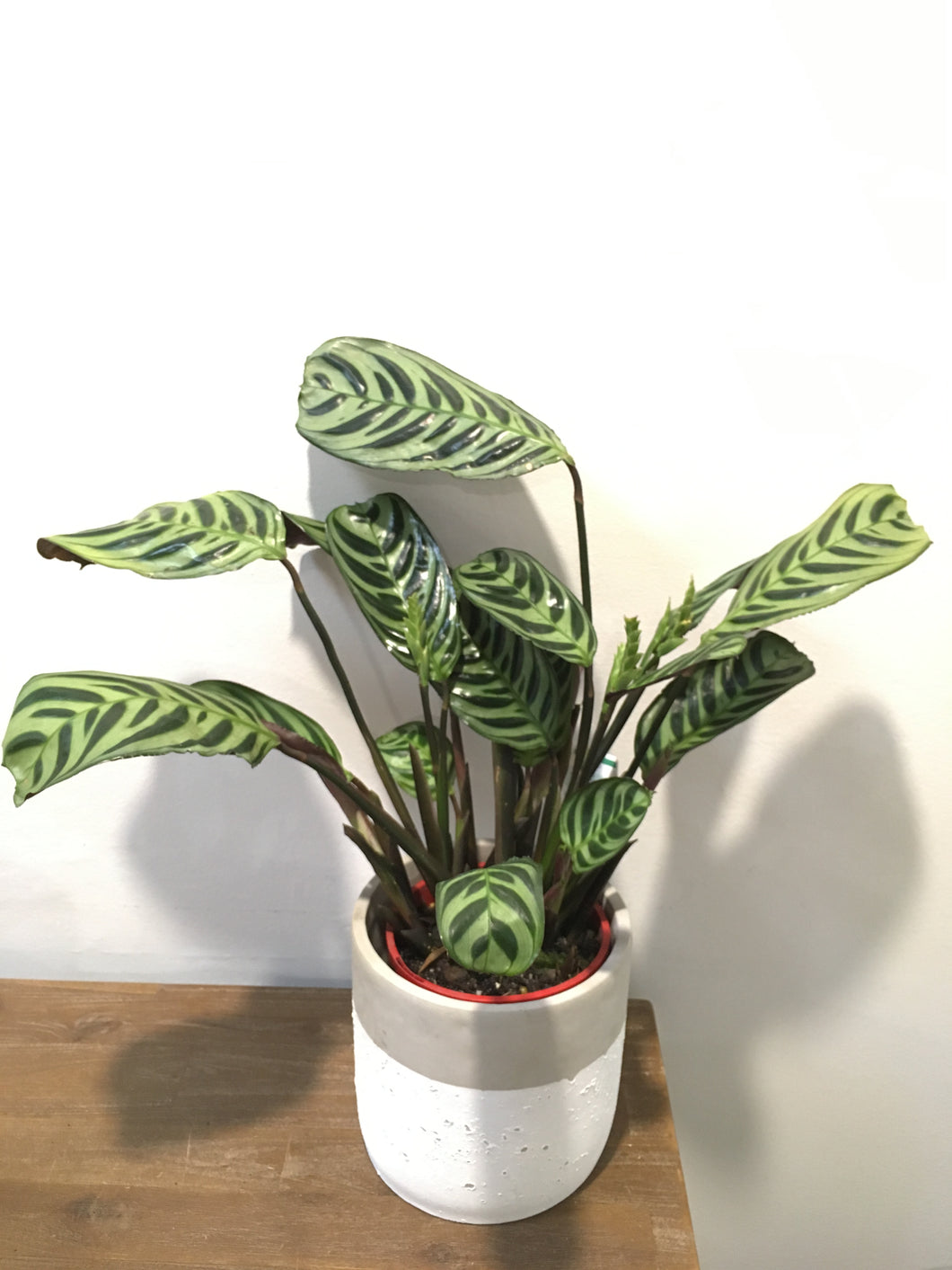 Calathea Burle Marx in 15cm cement pot