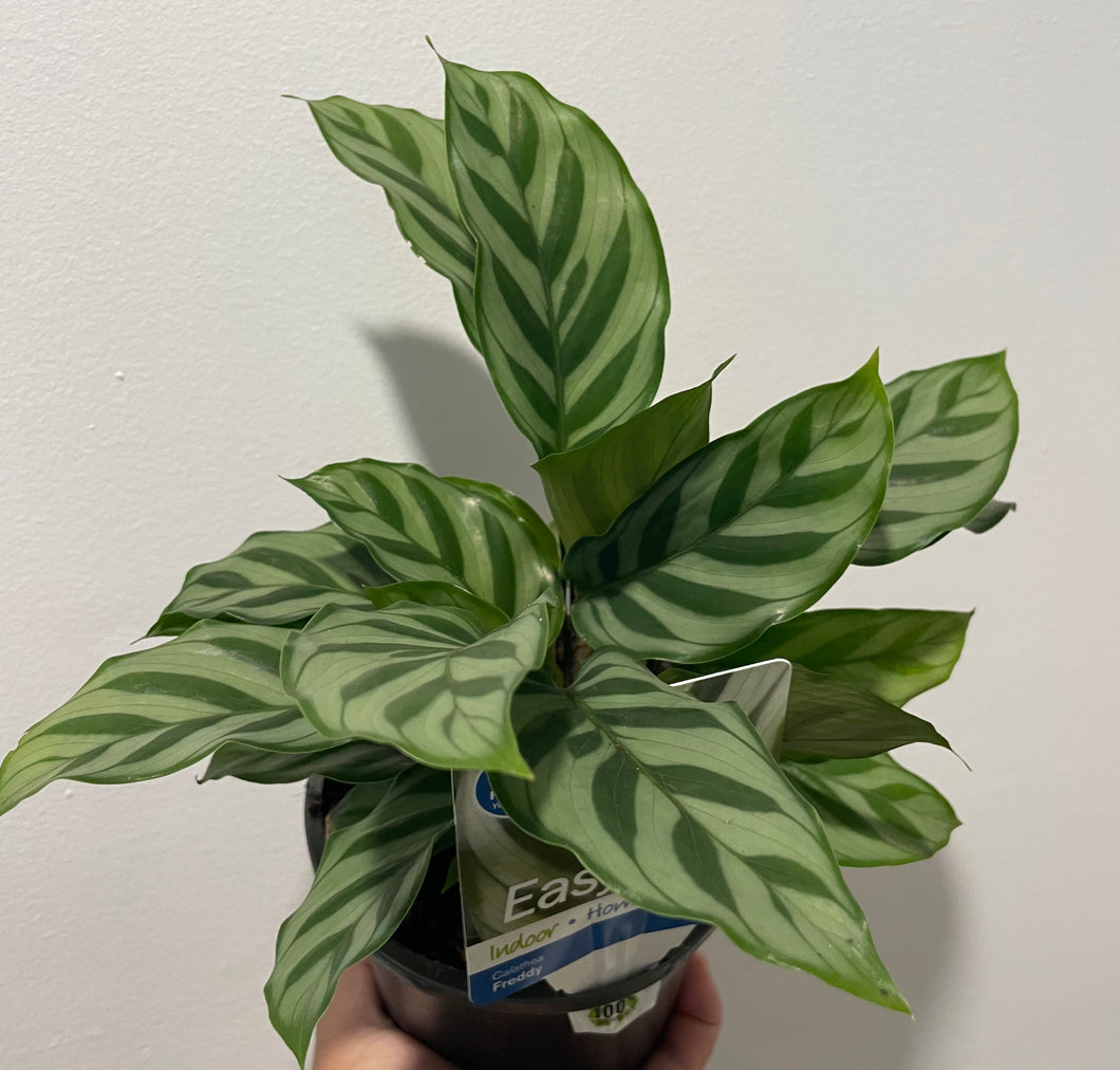 Calathea freddy in 13cm pot