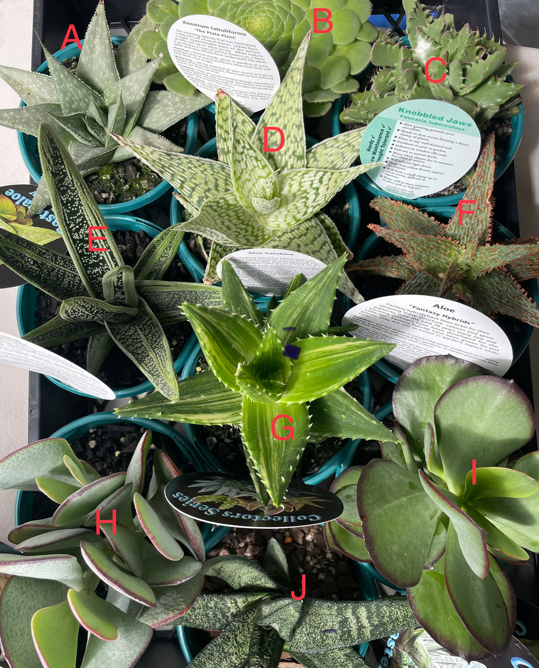 Aloe, gasteria and others in 13cm pot