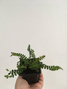 Blechnum pennamarina Alpine Water Fern in 7.5cm pot