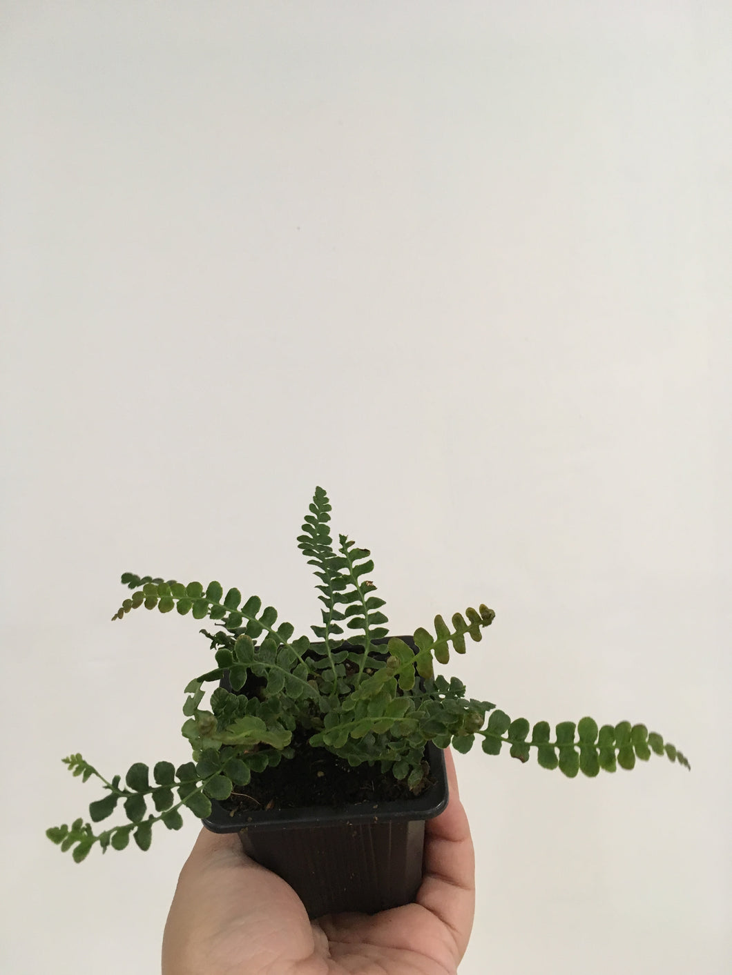 Blechnum pennamarina Alpine Water Fern in 7.5cm pot
