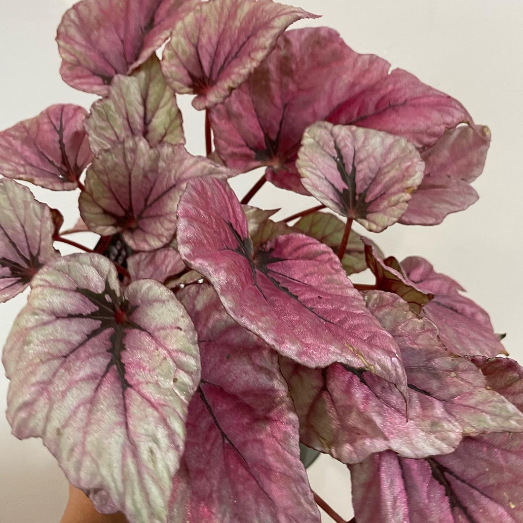 Begonia Indian Summer in 13cm pot