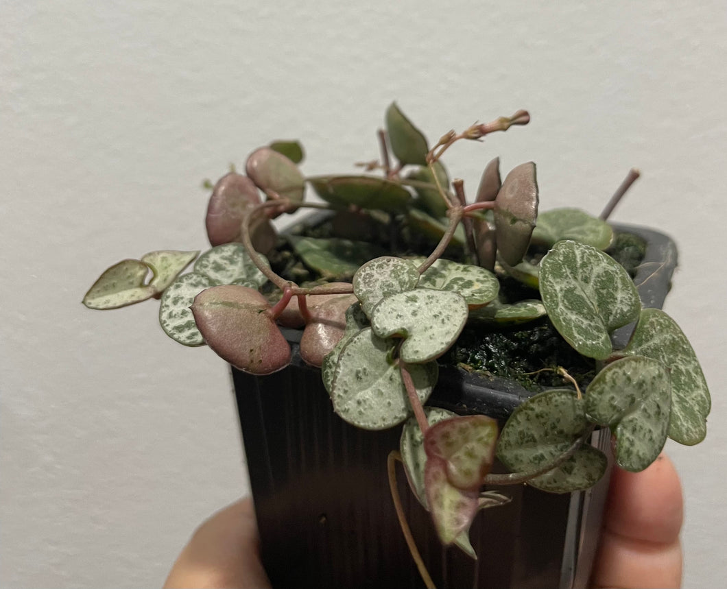 Chain of hearts in 7.5cm pot