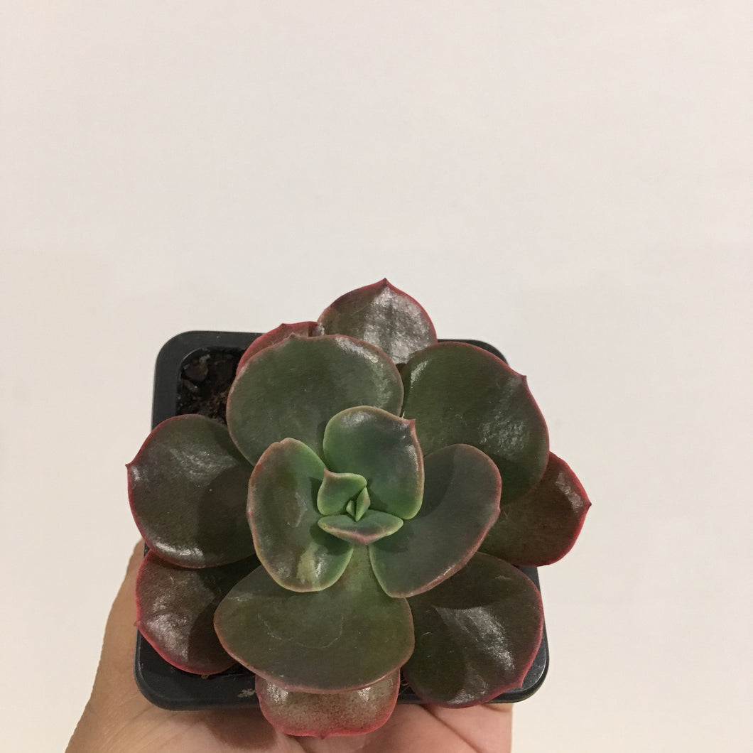 Echeveria Blue Metal in 7.5cm pot