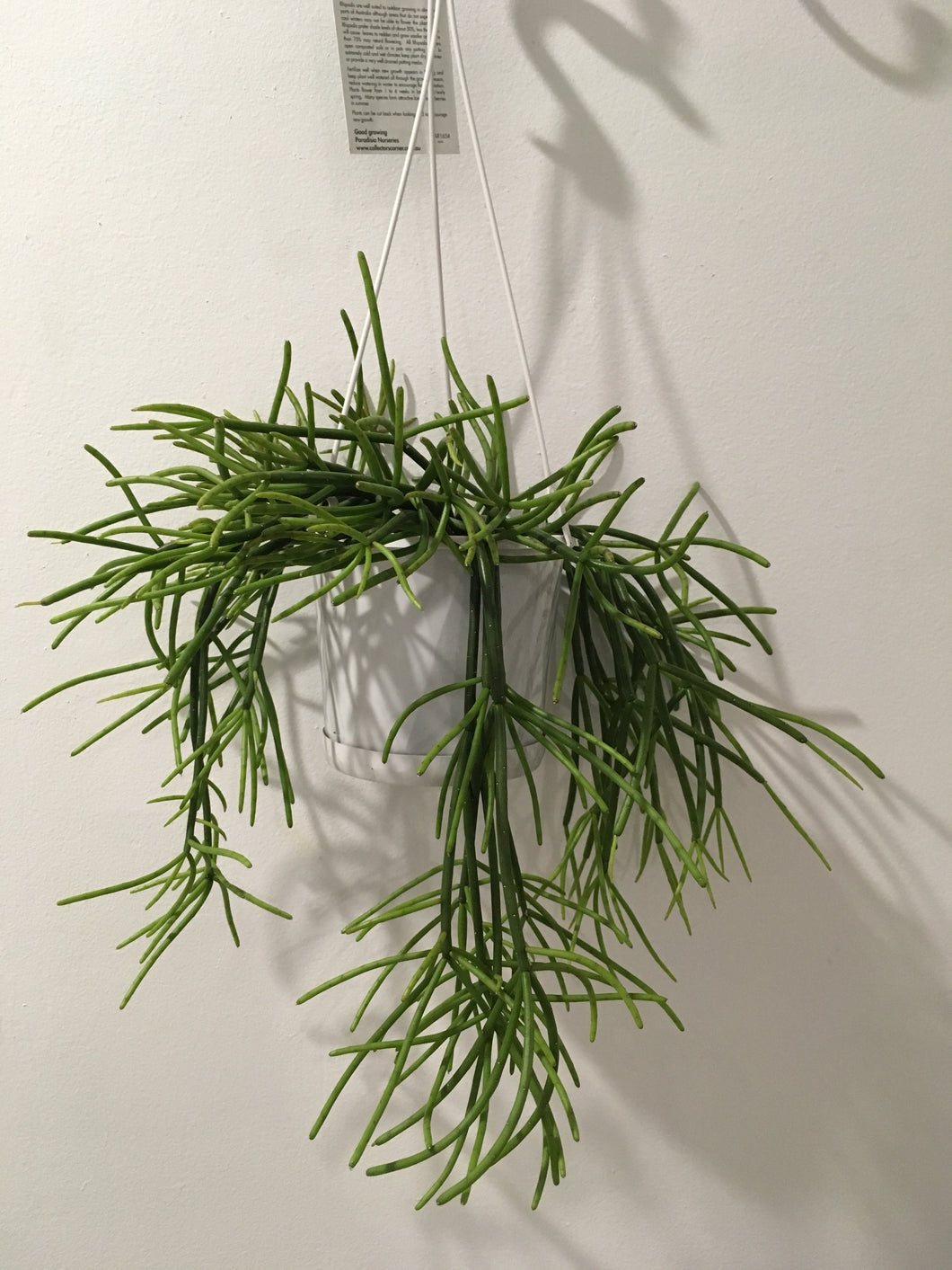 Rhipsalis bacciferq ssp. Mauritiana in 13cm pot