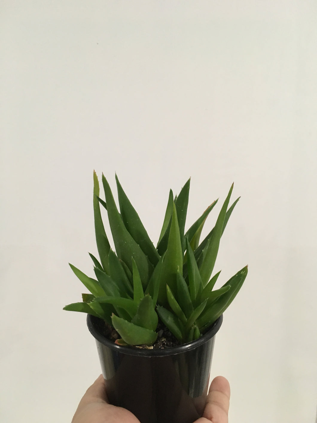 Aloe Black Gem in 8cm pot