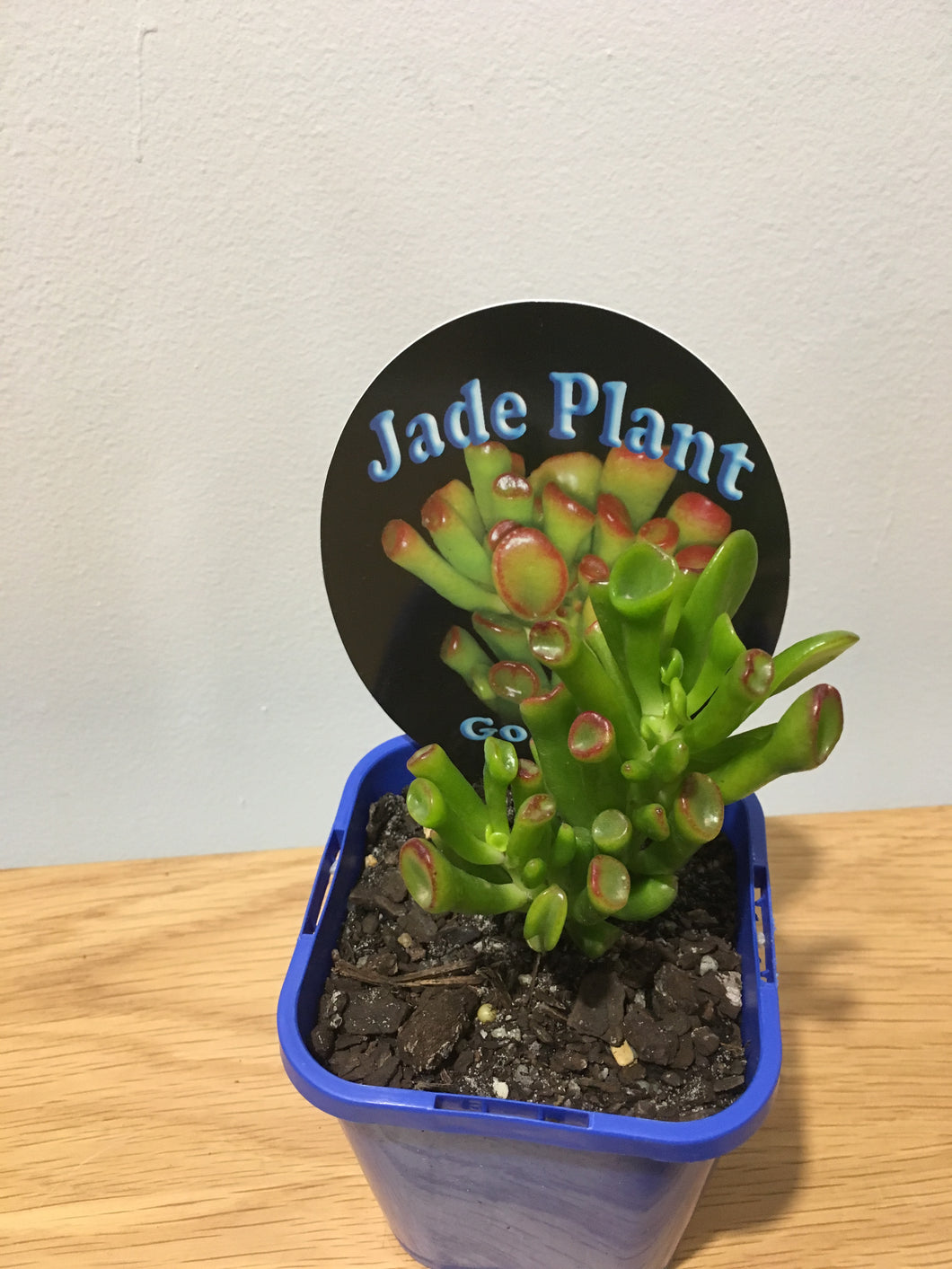 Jade Plant Gollum in 10cm pot