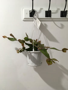Rhipsalis Elliptica in 13cm nursery pot
