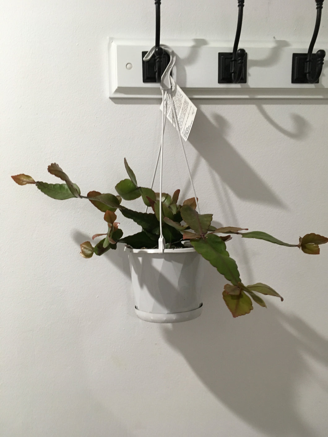 Rhipsalis Elliptica in 13cm nursery pot