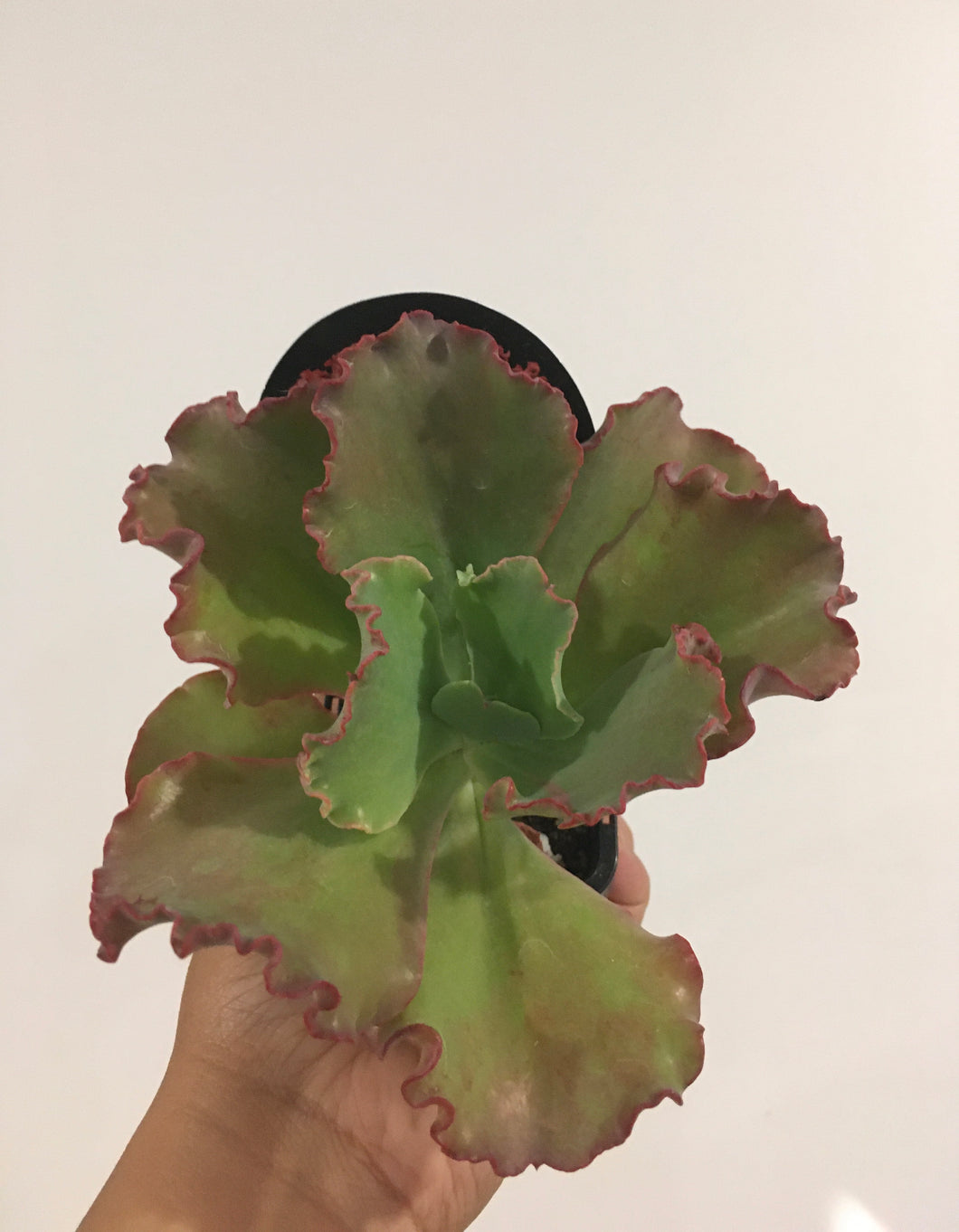 Echeveria Tutti Frutti in 8cm pot